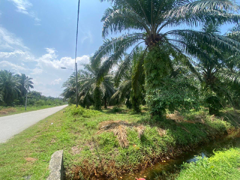 Tanah Tepi Jalan Kuala Selangor  - photo 8