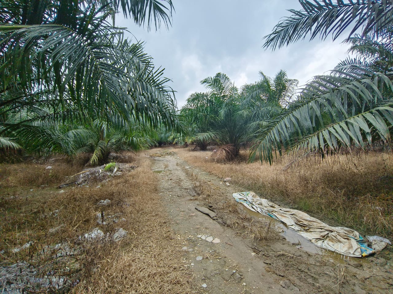 Pekan Jenjarom, Selangor Agriculture Land For Sale - photo 5