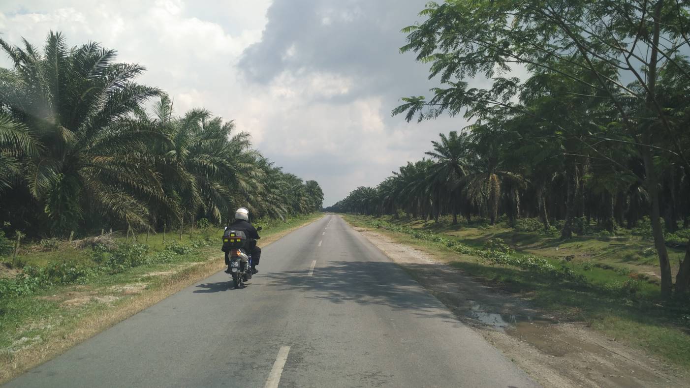 852 ekar Ladang Kelapa Sawit di Morib