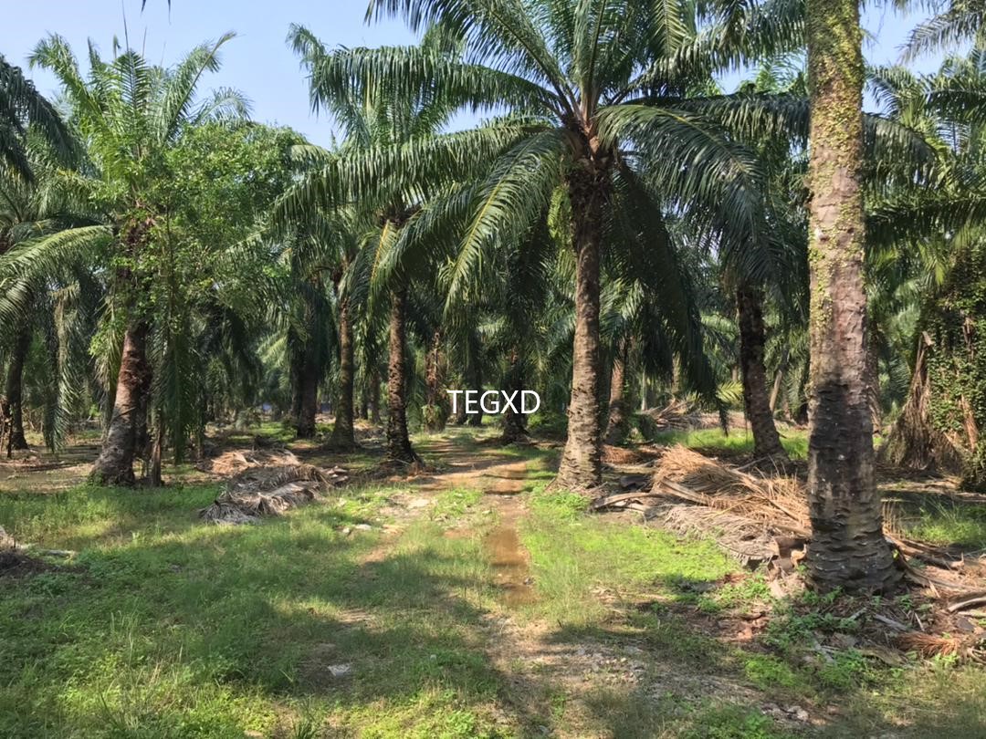 Kapar 14 Klang Industry Zoning Land - photo 5