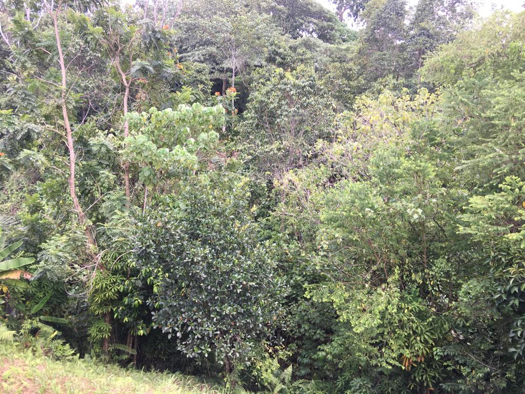 Bungalow Land with structure in Damansara Heights - photo 5