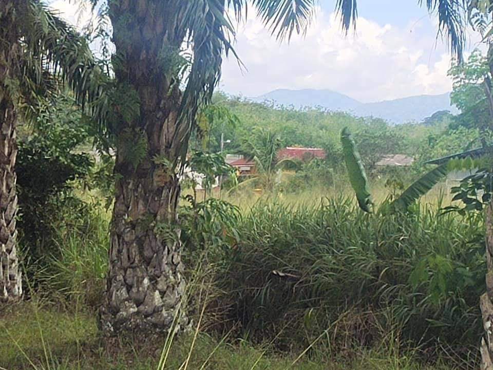 Slim River 2 Acres Agri Land for sale Freehold - photo 3