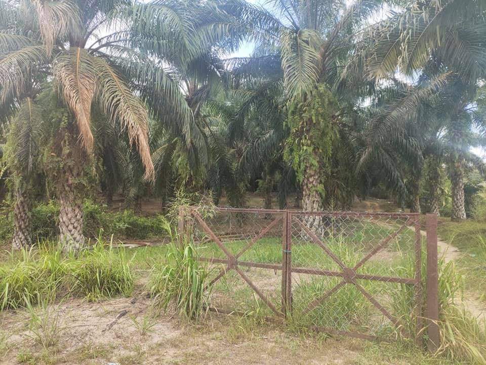 Slim River 2 Acres Agri Land for sale Freehold - photo 4