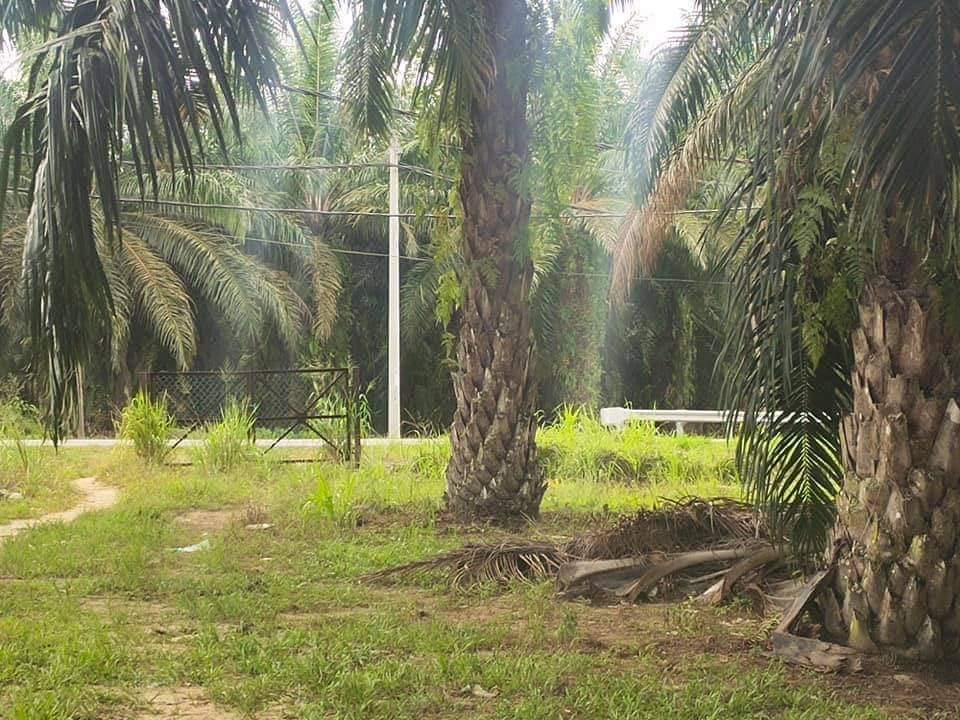 Slim River 2 Acres Agri Land for sale Freehold - photo 5