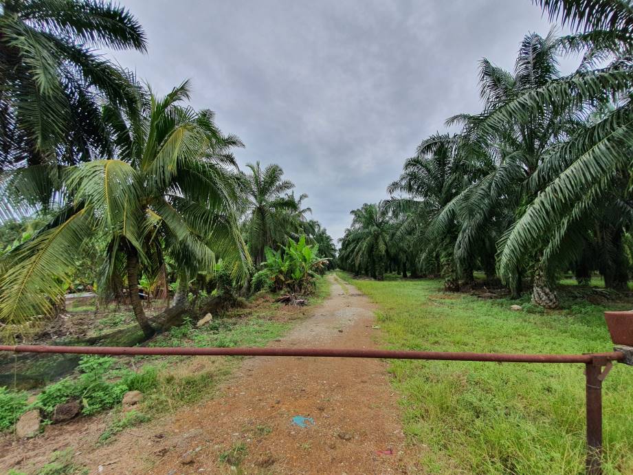 Bagan Serai 48 Acres Palm Oil Land for sale - photo 3