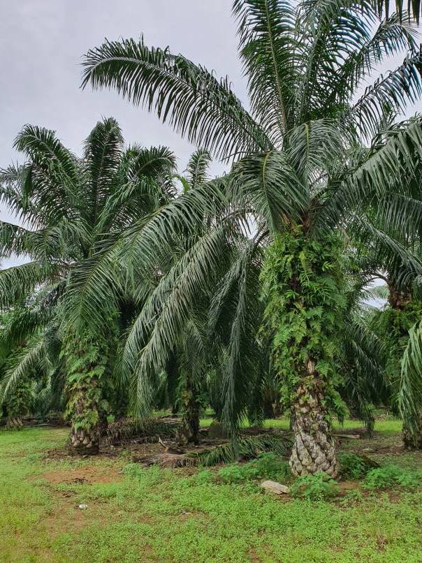 Bagan Serai 48 Acres Palm Oil Land for sale - photo 4