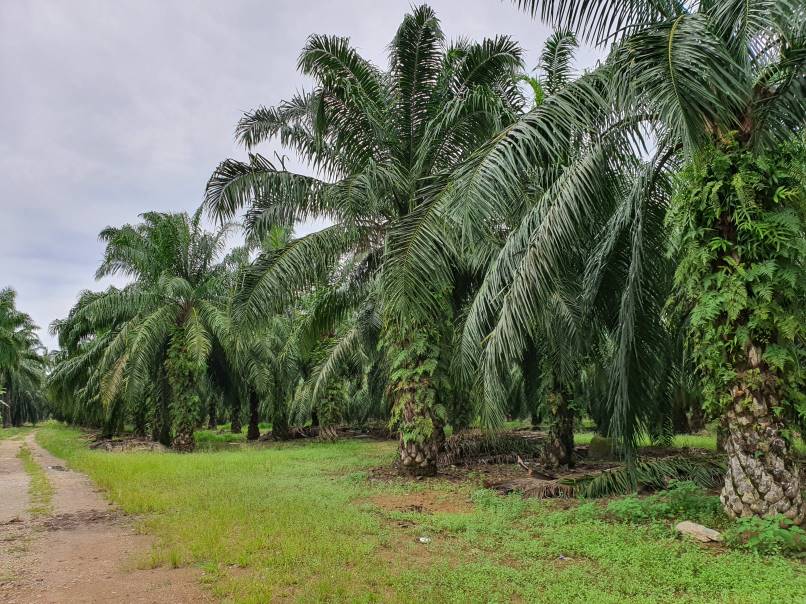 Bagan Serai 48 Acres Palm Oil Land for sale - photo 5