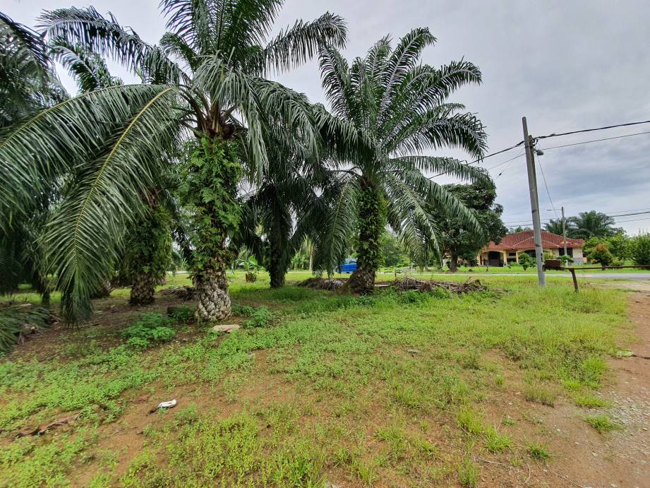 Bagan Serai 48 Acres Palm Oil Land for sale - photo 6