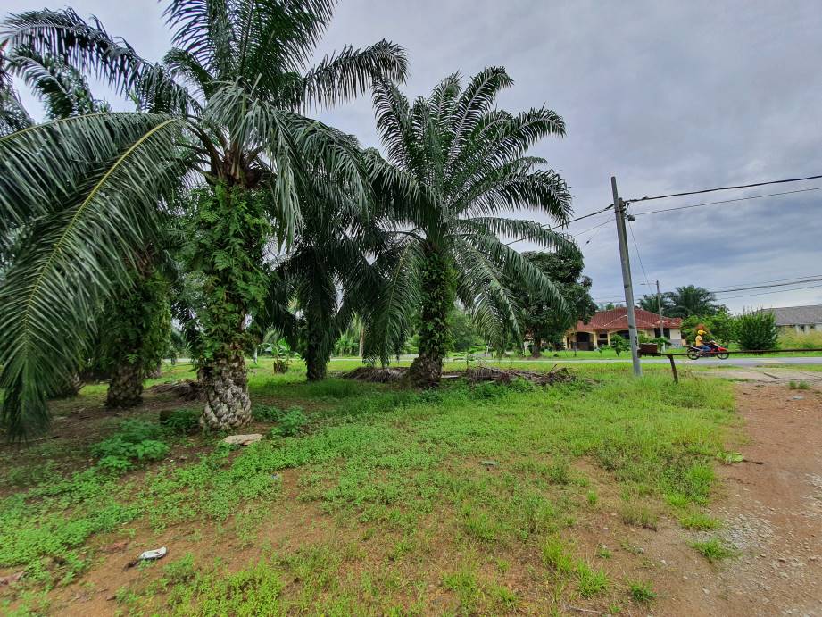 Bagan Serai 48 Acres Palm Oil Land for sale - photo 7
