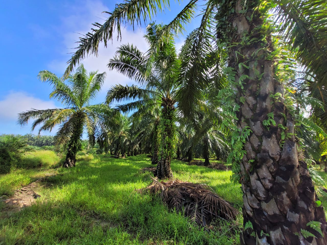 Bagan Serai Alor Pongsu Agri Land for sale - photo 2