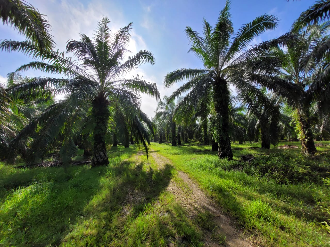 Bagan Serai Alor Pongsu Agri Land for sale - photo 3