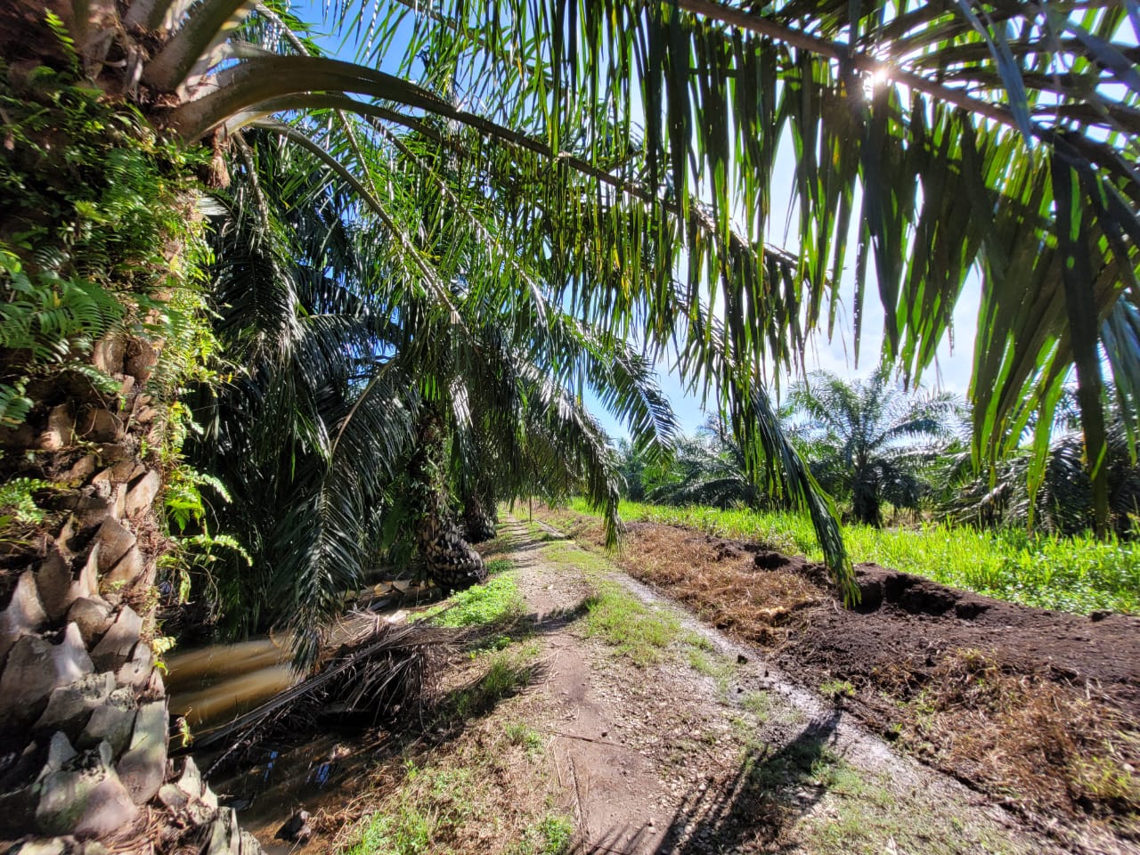 Bagan Serai Alor Pongsu Agri Land for sale - photo 4