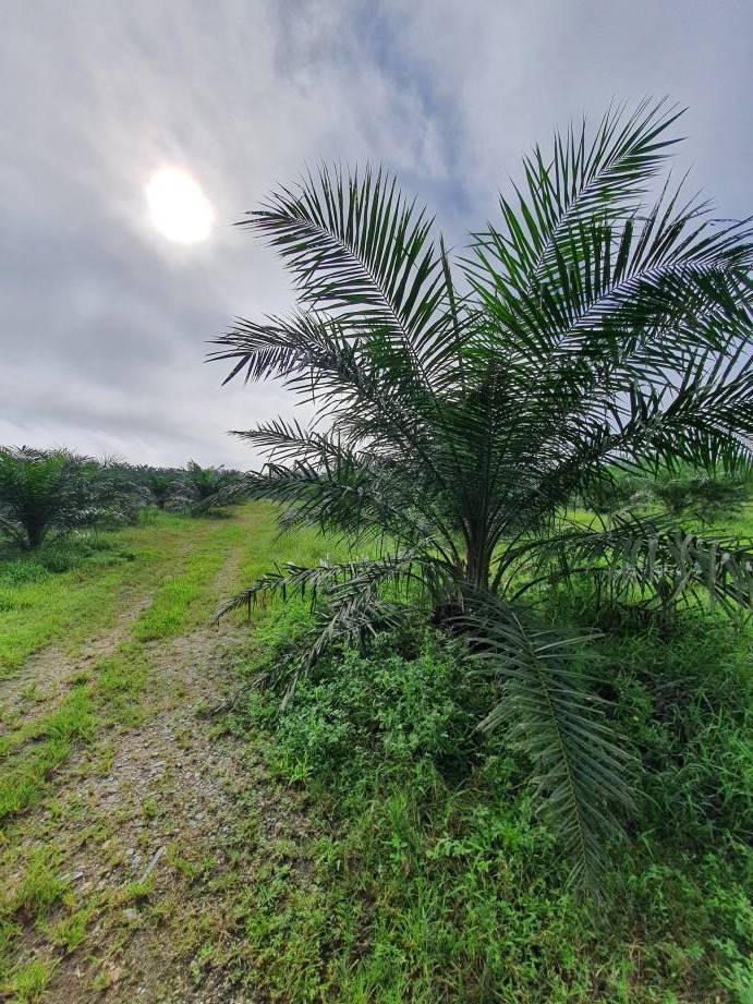 Bagan Serai Alor Pongsu Agri Land Freehold