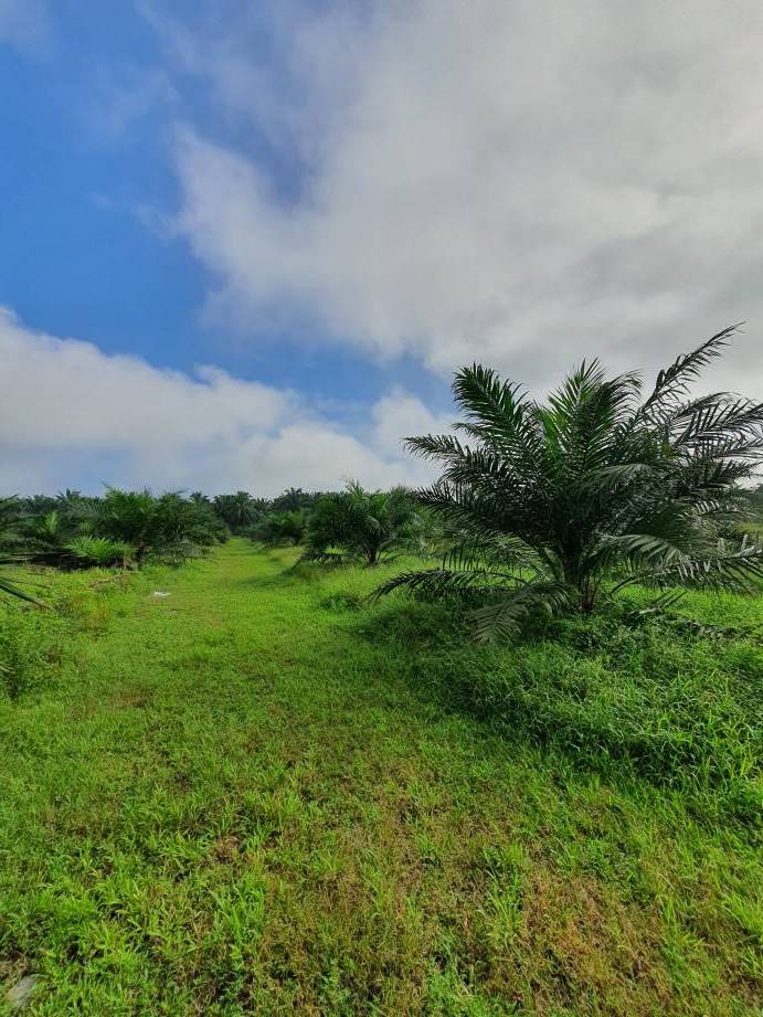 Bagan Serai Alor Pongsu Agri Land Freehold - photo 2