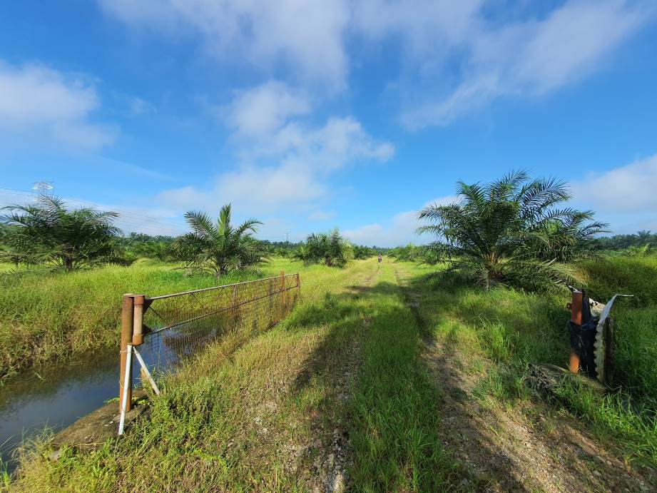 Bagan Serai Alor Pongsu Agri Land Freehold - photo 4