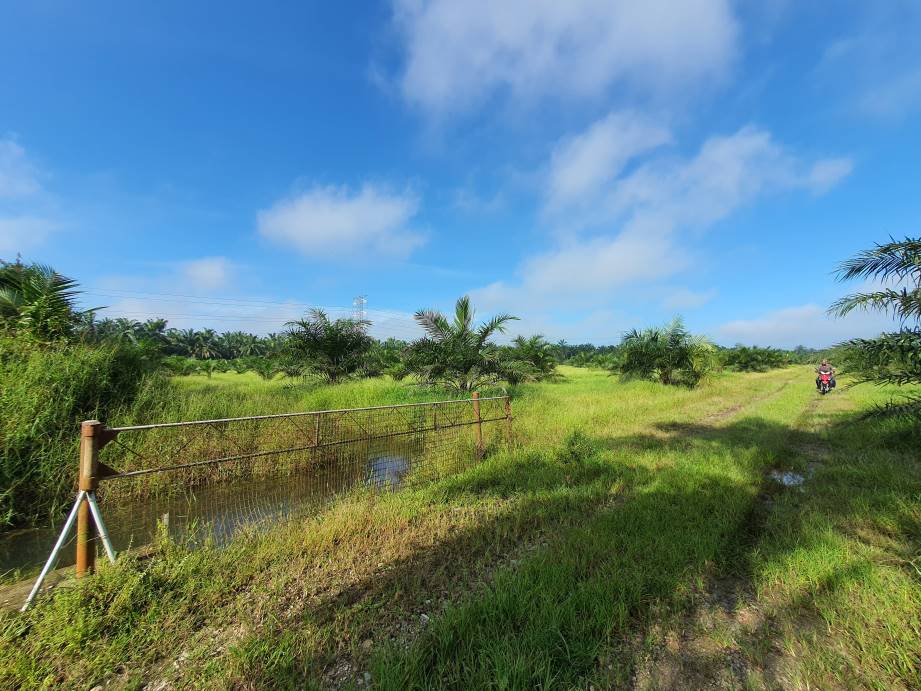 Bagan Serai Alor Pongsu Agri Land Freehold - photo 5