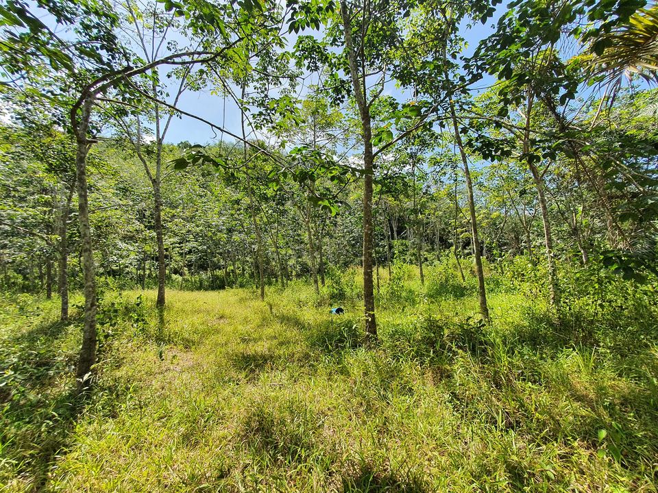 Sungai Siput  Agriculture Land for sale - photo 2