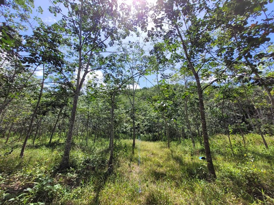 Sungai Siput  Agriculture Land for sale - photo 3