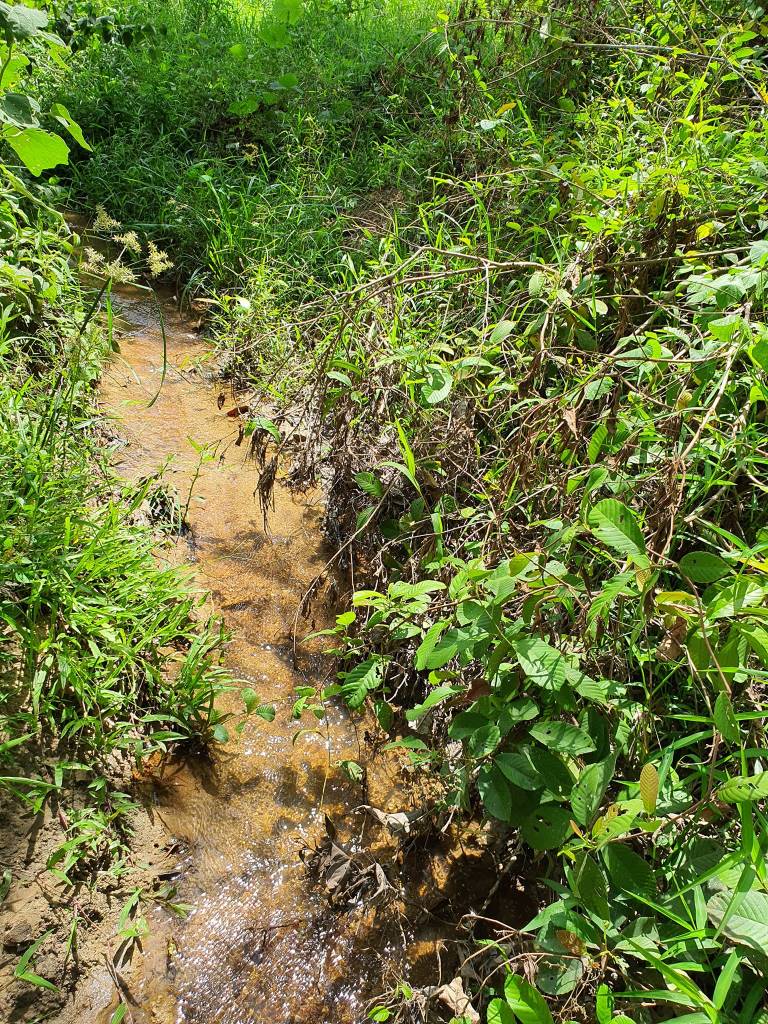 Sungai Siput  Agriculture Land for sale - photo 4