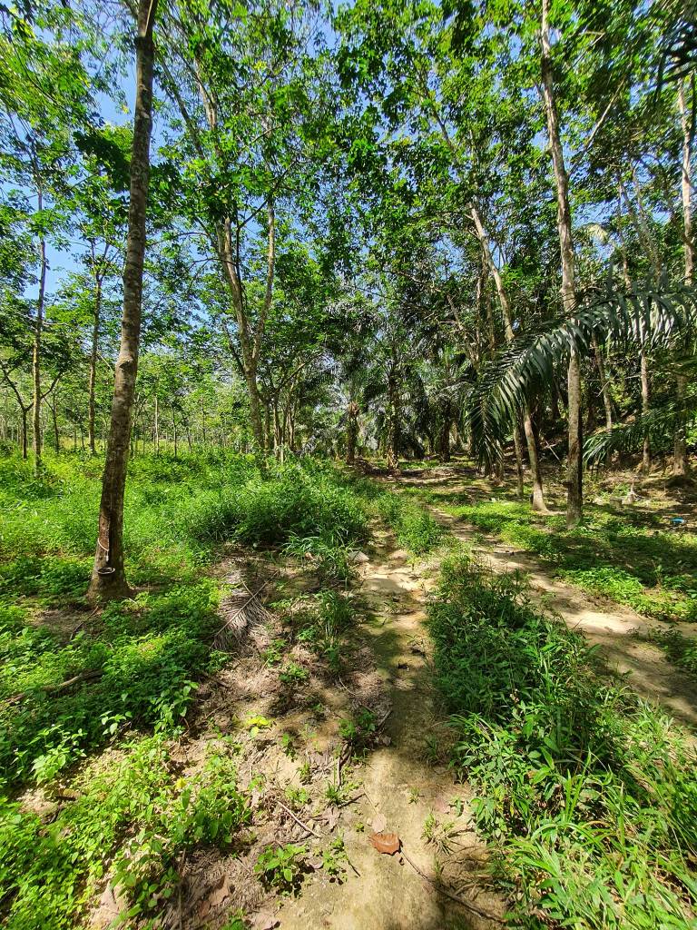 Sungai Siput  Agriculture Land for sale - photo 5