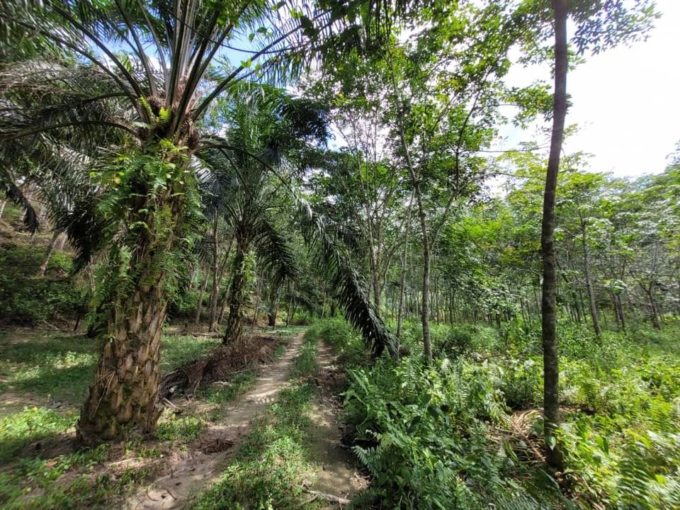 Sungai Siput  Agriculture Land for sale - photo 6