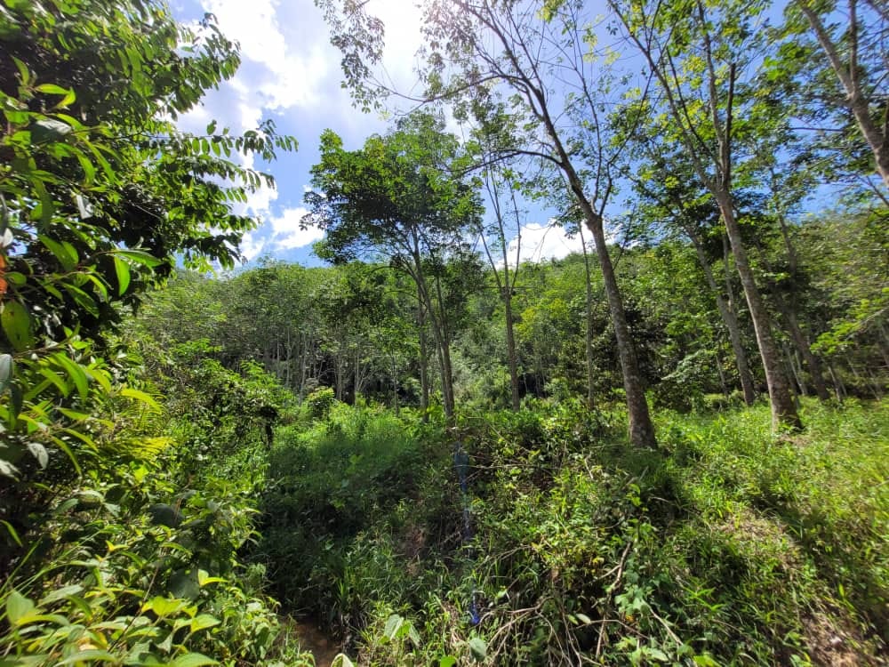 Sungai Siput  Agriculture Land for sale - photo 7
