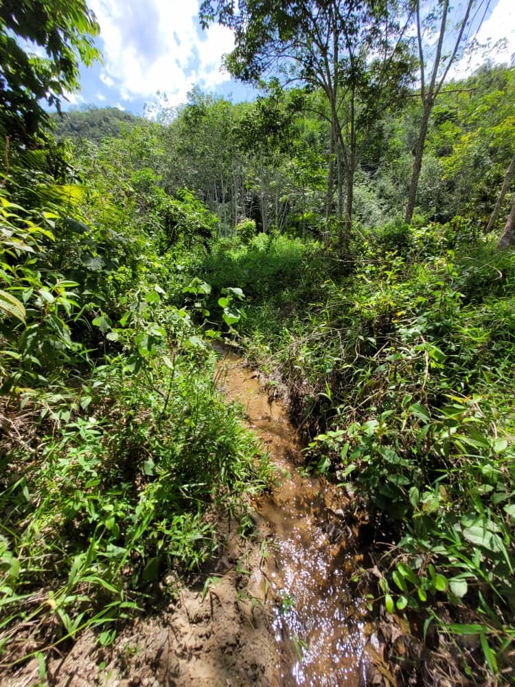 Sungai Siput  Agriculture Land for sale - photo 8