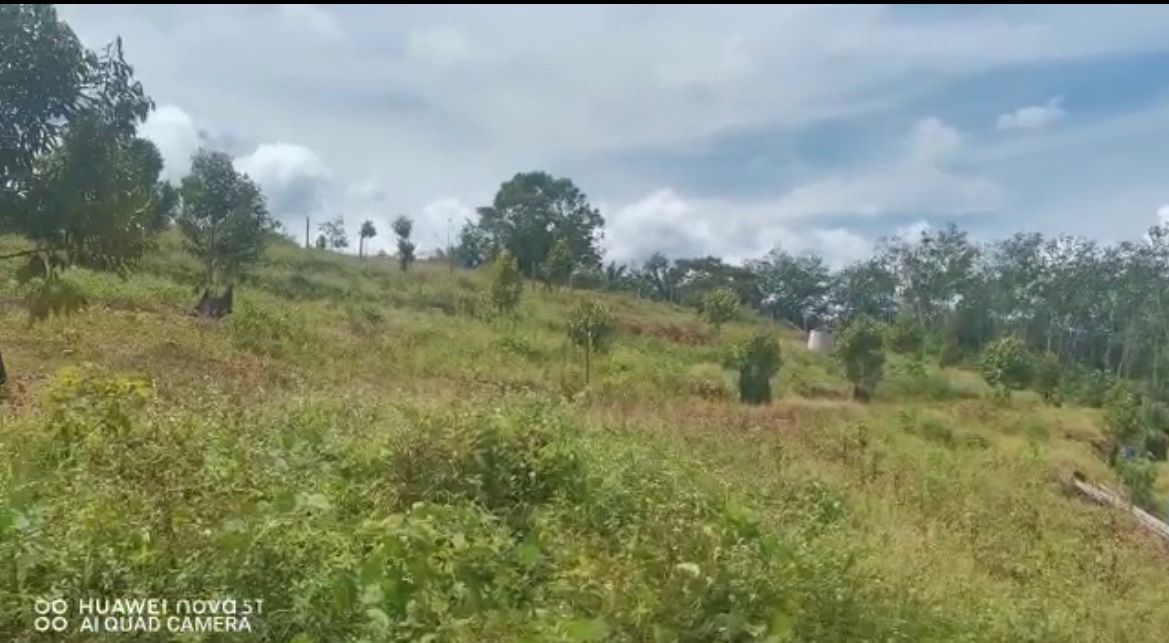Negeri Sembilan Durian and Rubber tree Land - photo 6