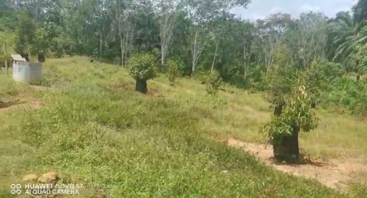 Negeri Sembilan Durian and Rubber tree Land - photo 8