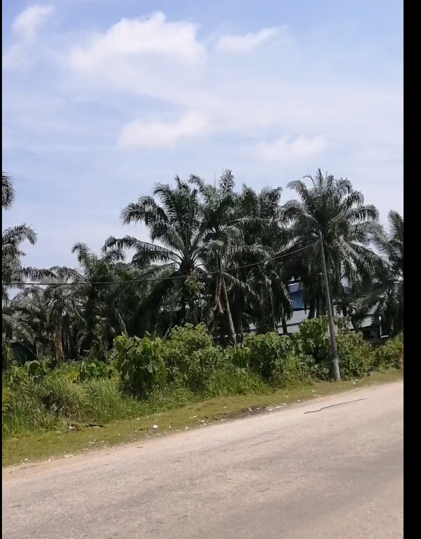 Teluk Gong, Klang Agriculture Land for Let - photo 2
