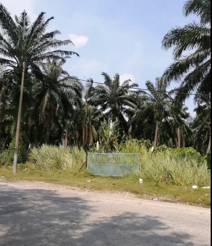 Teluk Gong, Klang Agriculture Land for Let - photo 2