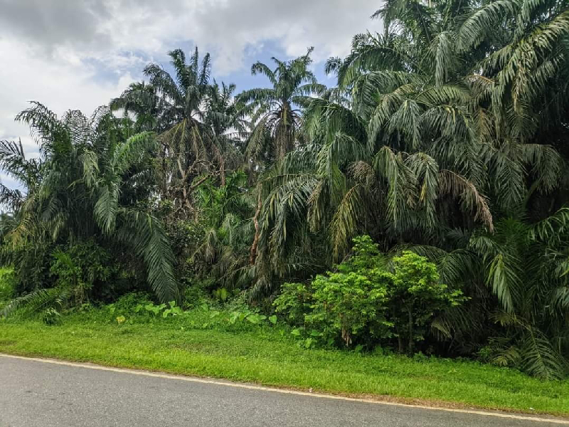 [BELOW MV] TANAH PERTANIAN DI SELAMA UNTUK DIJUAL - photo 2