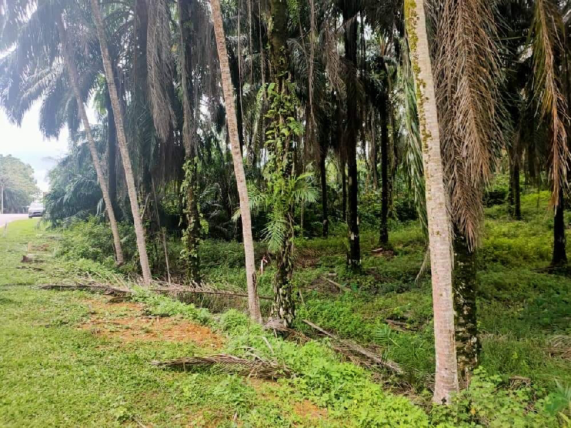 [BELOW MV] TANAH PERTANIAN DI SELAMA UNTUK DIJUAL - photo 3