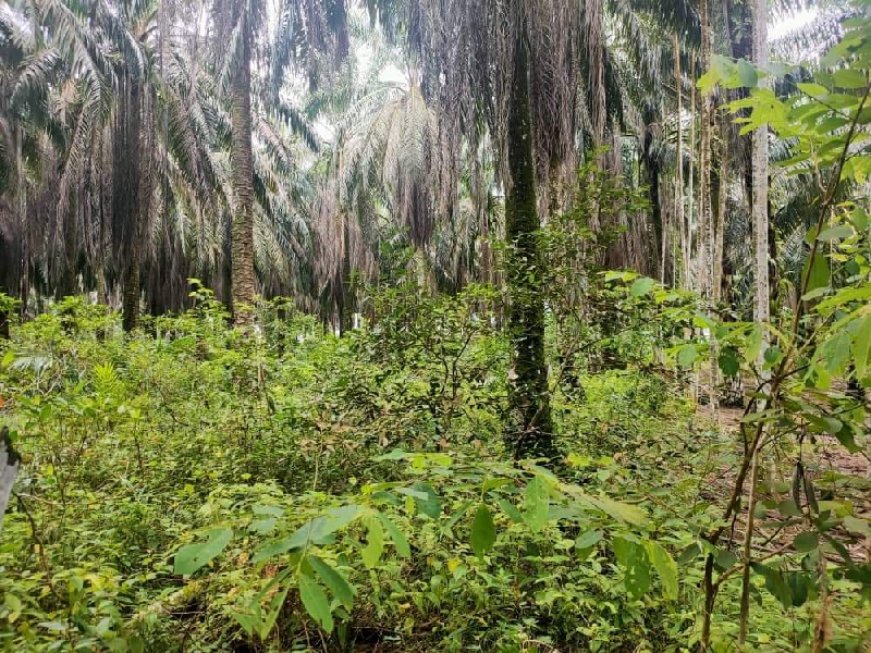 [BELOW MV] TANAH PERTANIAN DI SELAMA UNTUK DIJUAL - photo 4
