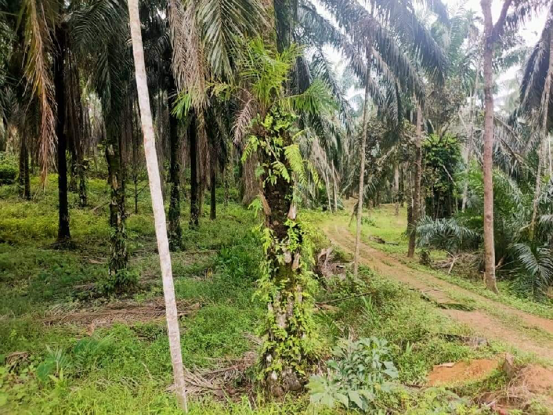 [BELOW MV] TANAH PERTANIAN DI SELAMA UNTUK DIJUAL - photo 6
