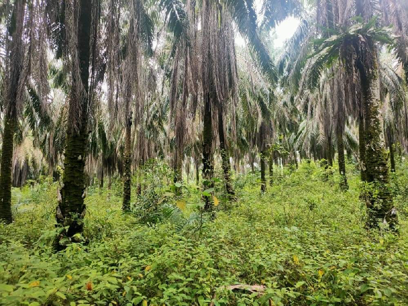 [BELOW MV] TANAH PERTANIAN DI SELAMA UNTUK DIJUAL - photo 8