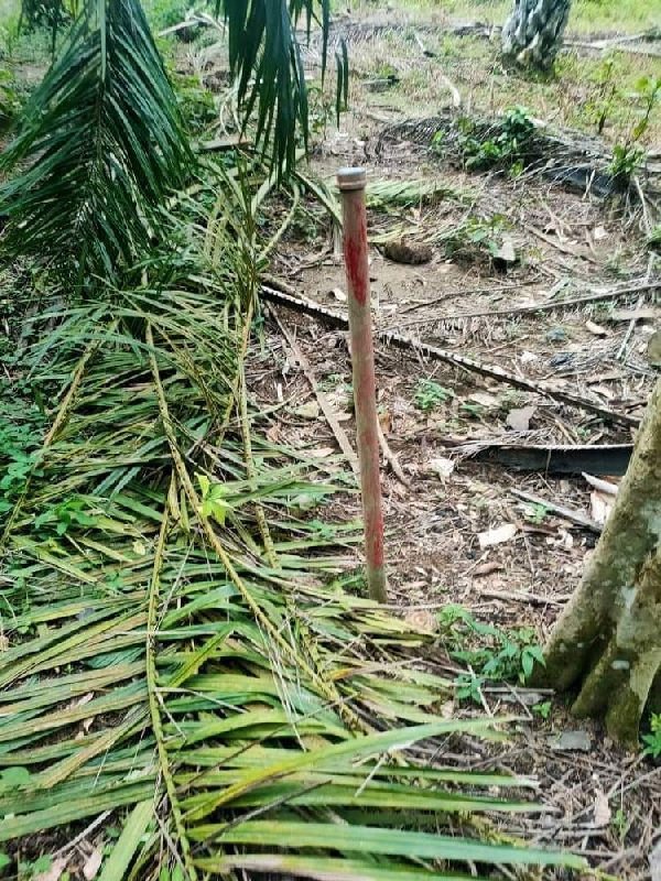 [BELOW MV] TANAH PERTANIAN DI SELAMA UNTUK DIJUAL - photo 9