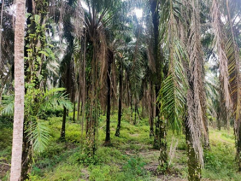 [BELOW MV] TANAH PERTANIAN DI SELAMA UNTUK DIJUAL - photo 11