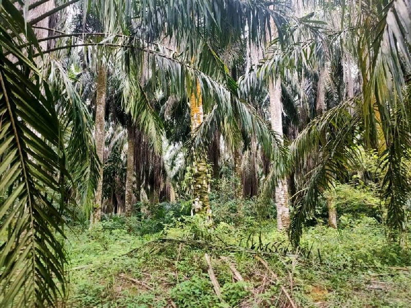 [BELOW MV] TANAH PERTANIAN DI SELAMA UNTUK DIJUAL - photo 12
