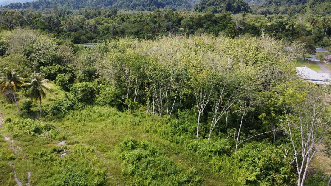 Tanah Pertanian Getah Untuk Dijual di Kg Gelok, Kuala Jepai, Lenggong Perak - photo 4