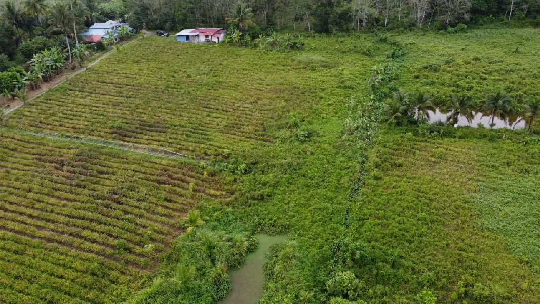 Tanah Pertanian Nenas Untuk Dijual di Jerlun, Kuala Kangsar Perak - photo 5