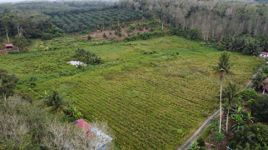 Tanah Pertanian Nenas Untuk Dijual di Jerlun, Kuala Kangsar Perak - photo 6