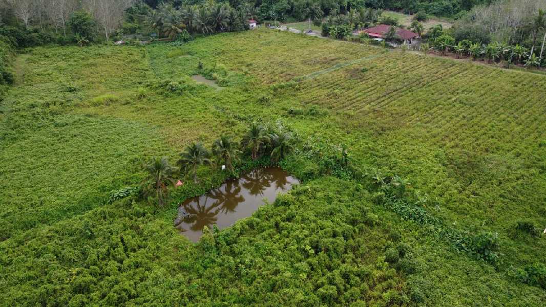 Tanah Pertanian Nenas Untuk Dijual di Jerlun, Kuala Kangsar Perak - photo 7