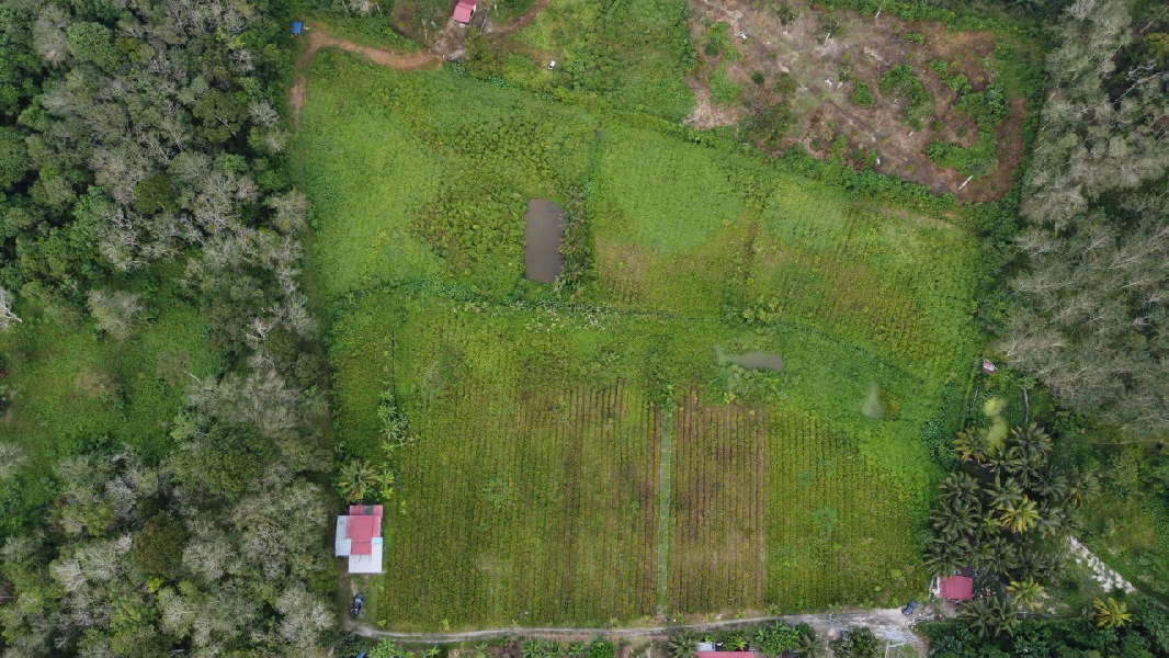 Tanah Pertanian Nenas Untuk Dijual di Jerlun, Kuala Kangsar Perak - photo 8