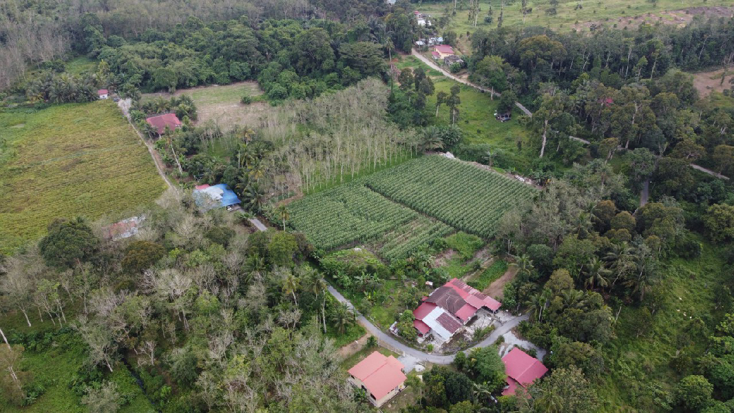Tanah Pertanian Nenas Untuk Dijual di Jerlun, Kuala Kangsar Perak - photo 9