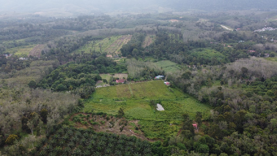 Tanah Pertanian Nenas Untuk Dijual di Jerlun, Kuala Kangsar Perak - photo 10