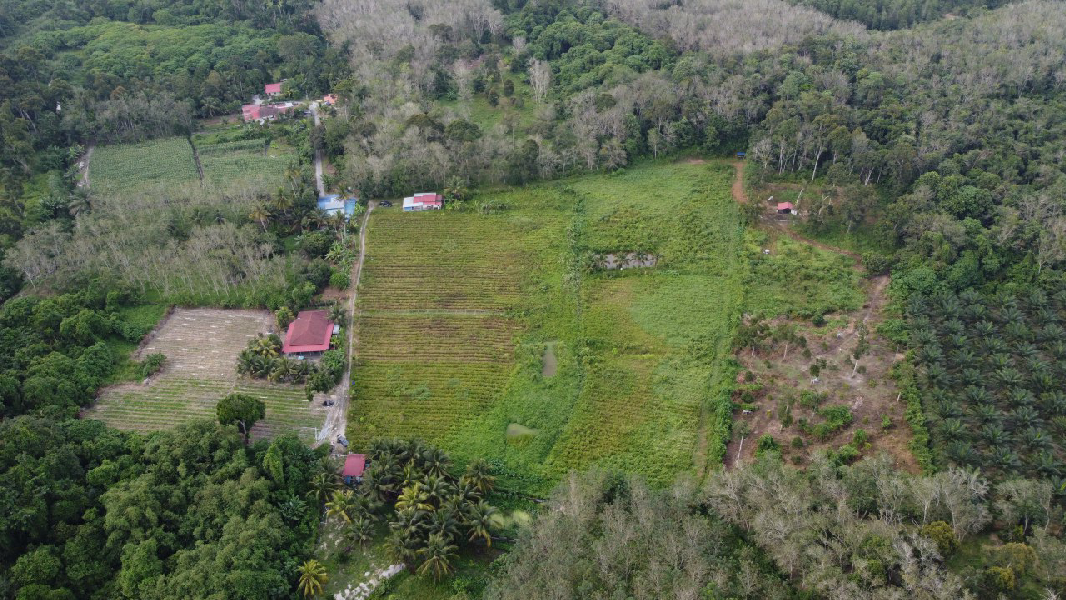 Tanah Pertanian Nenas Untuk Dijual di Jerlun, Kuala Kangsar Perak - photo 11