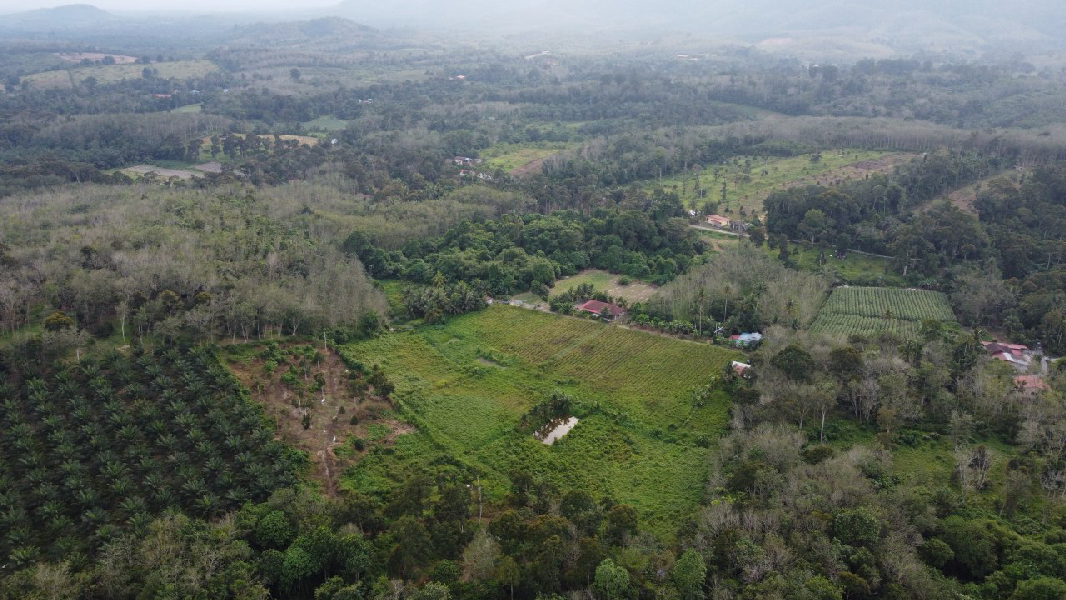 Tanah Pertanian Nenas Untuk Dijual di Jerlun, Kuala Kangsar Perak - photo 12