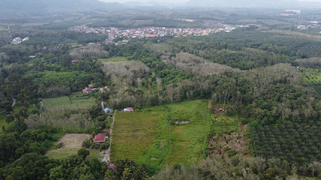 Tanah Pertanian Nenas Untuk Dijual di Jerlun, Kuala Kangsar Perak - photo 13