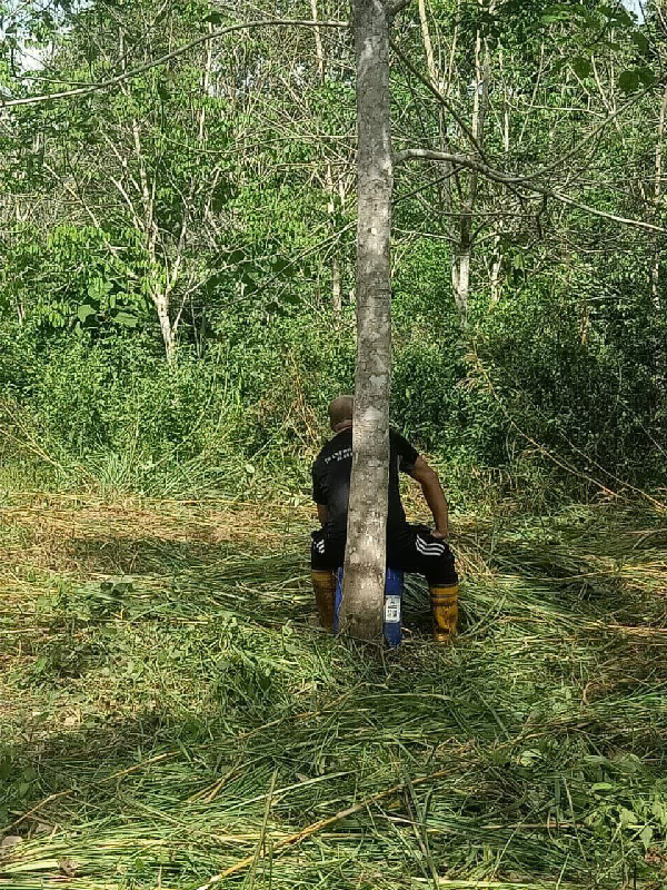 Tanah Getah  [ FREEHOLD & OPEN TITLE ] Untuk Dijual di Kg Kerunai Mukim Kerunai Grik - photo 7